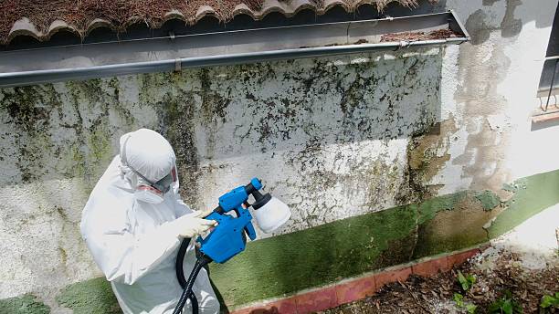 Mold Remediation service in New Buffalo, New Buffalo, MI